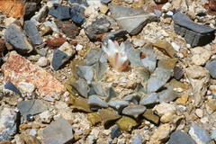 Ariocarpus retusus retusus