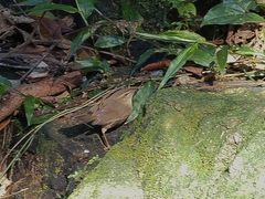 Phylloscopidae