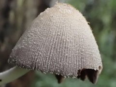 Coprinellus radians