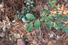 Ilex coriacea