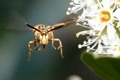 Nomada