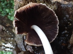 Coprinellus radians