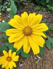 Tithonia