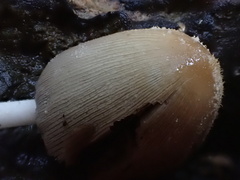 Coprinellus radians