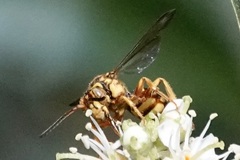 Nomada
