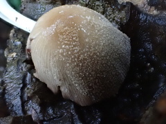 Coprinellus radians