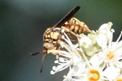 Nomada