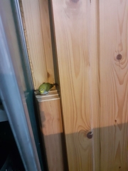 Zosterops simplex simplex