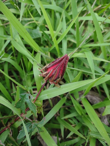Hibiscus sabdariffa observed 2023-01-09