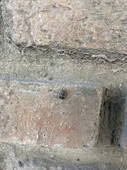 Harmonia axyridis