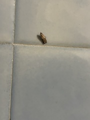 Plodia interpunctella