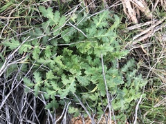 Phacelia