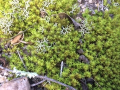 Tortella squarrosa