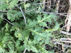 Phacelia