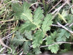 Phacelia