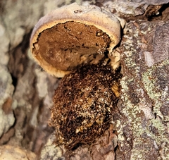 Cryptoporus volvatus