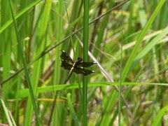Palpopleura
