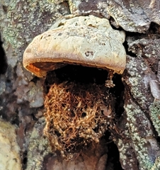 Cryptoporus volvatus