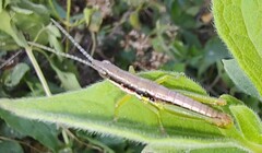 Neorthacris