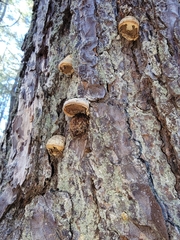 Cryptoporus volvatus