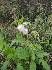 Crassocephalum crepidioides