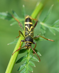 Cyrtoclytus capra