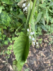 Deeringia polysperma