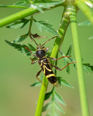 Cyrtoclytus capra