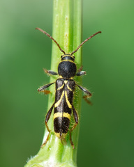 Cyrtoclytus capra