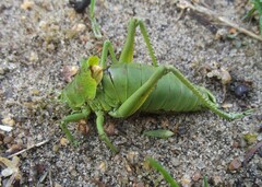 Polysarcus zacharovi
