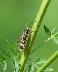 Cyrtoclytus capra