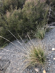 Muhlenbergia rigens