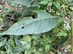 Deeringia polysperma