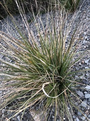 Muhlenbergia rigens