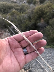 Muhlenbergia rigens