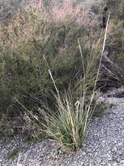 Muhlenbergia rigens