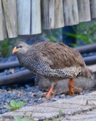 Pternistis natalensis