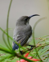 Nectariniidae