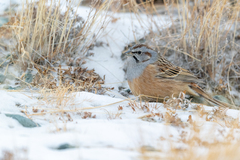 Emberiza godlewskii