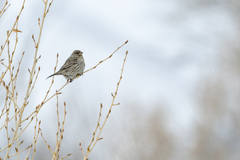 Carpodacus rhodochlamys