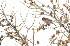 Carpodacus rhodochlamys
