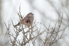 Carpodacus rubicilla