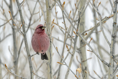 Carpodacus rhodochlamys