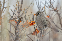Carpodacus rubicilla