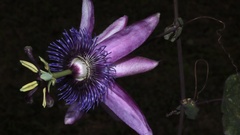 Passiflora amethystina