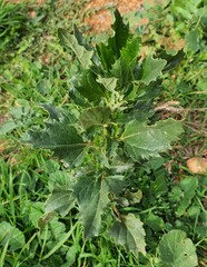 Chenopodiastrum murale