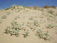 Dicoria canescens