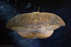Image of Oxytenis albilunulata