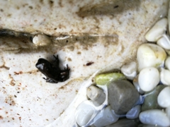Rana italica