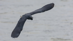 Egretta sacra